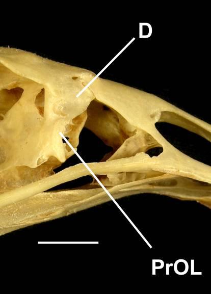 Coragyps atratus (estado [0]) Cathartes melambrotus (estado [1]) Ephippiorhynchus