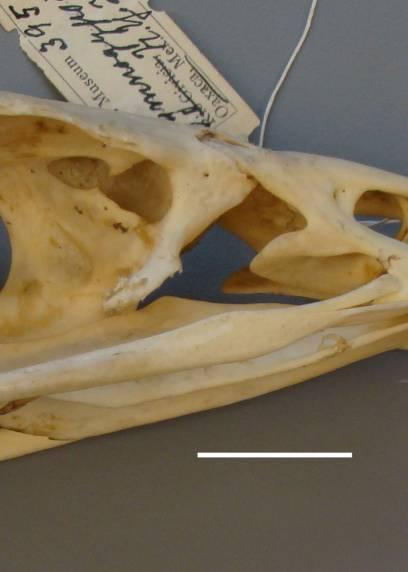 Gymnogyps californianus (estado [0]) Phalcoboenus megalopterus (estado [1]) En entalhe ventral [16] Posição do entalhe da extremidade ventral do processo orbital do lacrimal.