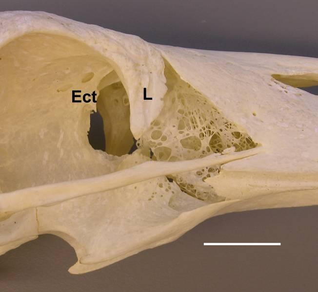 Em todos os Cathartidae o osso ectetmóide articula-se na altura da porção ventromedial do processo orbital do lacrimal, fusionando-se a ele, evidenciando a presença do complexo lacrimal-ectetmóide