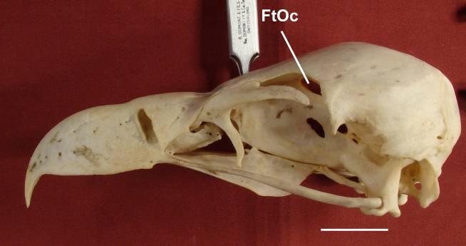 Gyps africanus (estado [1]) Botaurus lentiginosus (estado [1]) FtOc fontículo orbitocranial [23] Forma da abertura do forâmen do nervo olfativo.