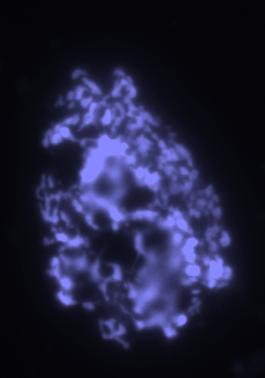Resultados A B C D Figura 12: Série de hibridações em blastômero (número 6, embrião 16BSF).