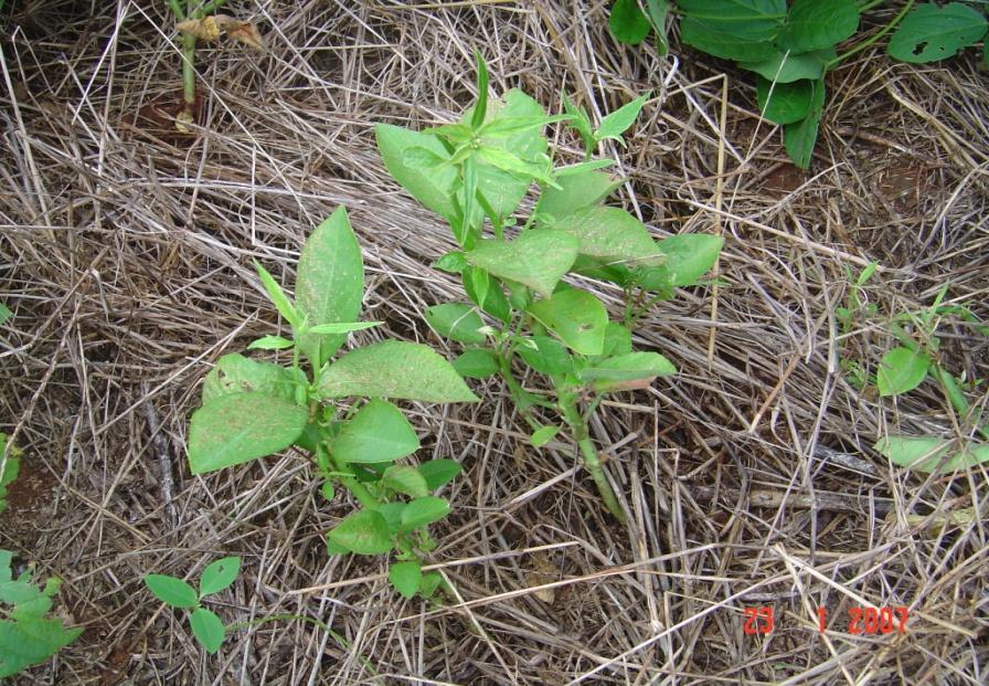 Foto 1. Dr. Ribas Vidal. Ensaios de campo, 2007-1.920 g/ha de glifosato 39 DAT. O caso foi incluído no levantamento com base no seguinte: 1.