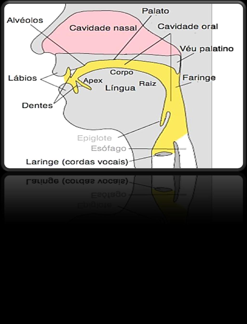 CLASSIFICAÇÃO DOS FONEMAS Disso se ocupa a Fonética.