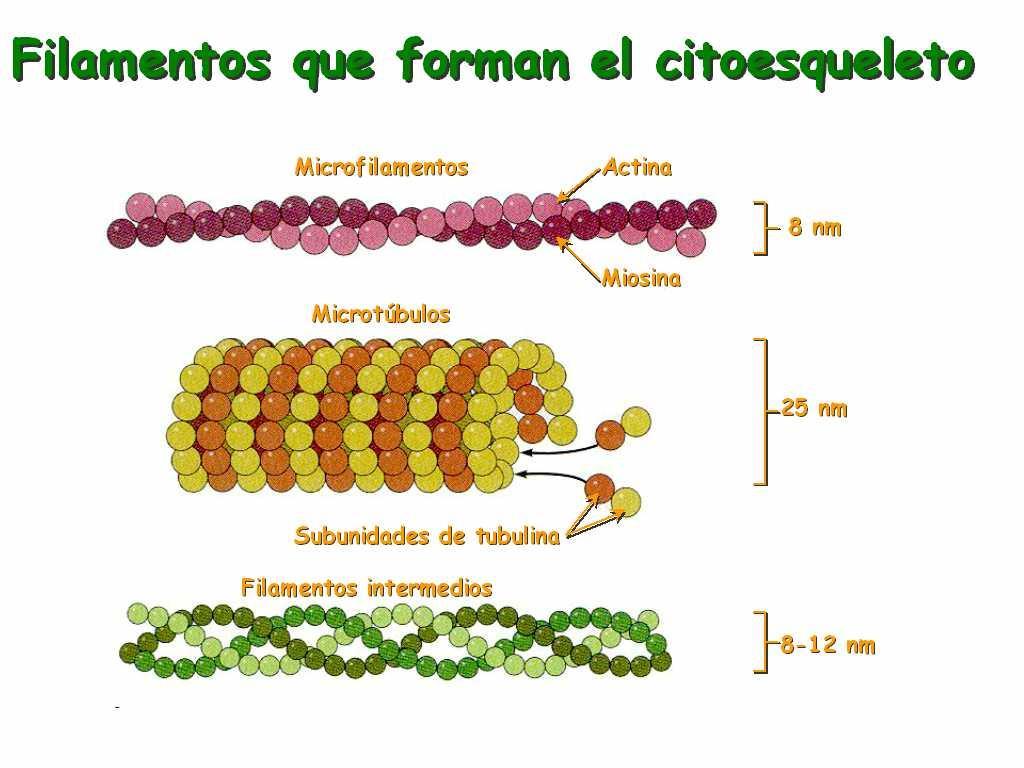 PROTISTAS Organismos eucariotos unicelulares ou pluricelulares, autótrofos ou heterótrofos, normalmente com mitose fechada.