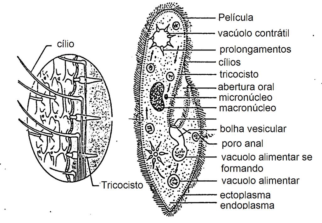 Morfologia de Paramecium sp.