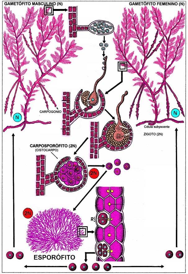 O gametófito masculino produz anterídios que ficam retidos em compartimento especializado chamado anteridiângio até a maturidade.