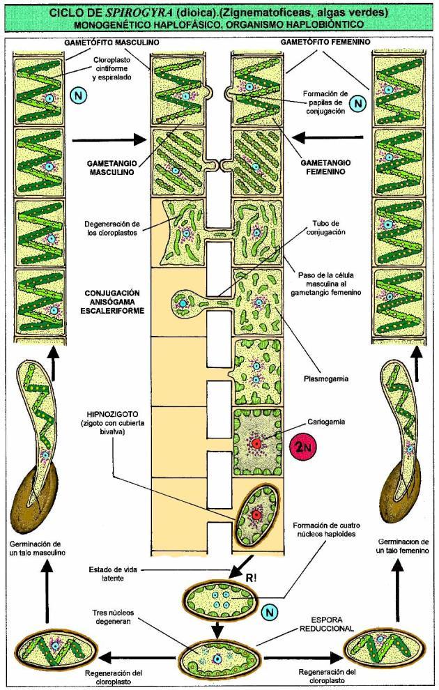 Exemplos de ciclo de vida em Chlorophyceae.