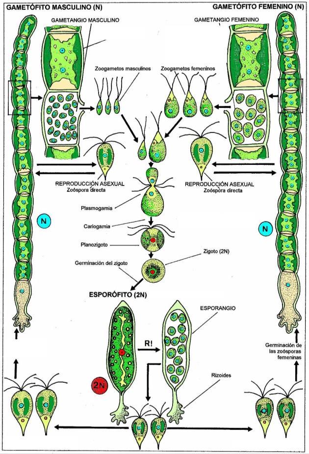 única célula diploide no ciclo de vida. O zigoto passa a ser revestido por parede rígida, depois sofre meiose, liberando novos indivíduos filamentosos.