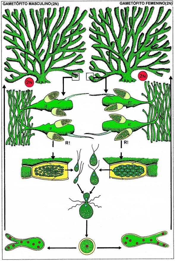 Exemplos de ciclo de vida em Ulvophyceae Em Ulva lactuca os gametófitos masculino (n) e feminino (n) são morfologicamente indistintos do esporófito (2n).