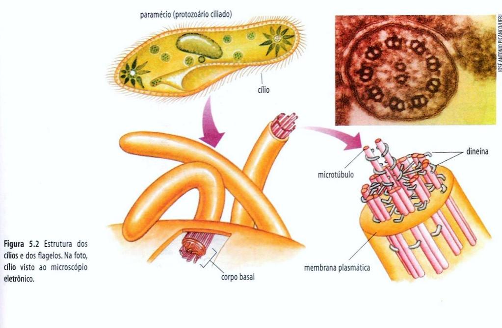 Cílios e Flagelos: Estruturas proteicas dinâmicas constituídas por 9 pares de microtúbulos e 2 microtúbulos livres centrais.