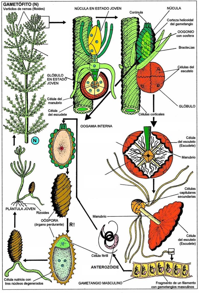 Classe Charophyceae Classe bastante separada das demais, morfologicamente pode ser interpretada como um elo entre as Plantas e as Algas Verdes.