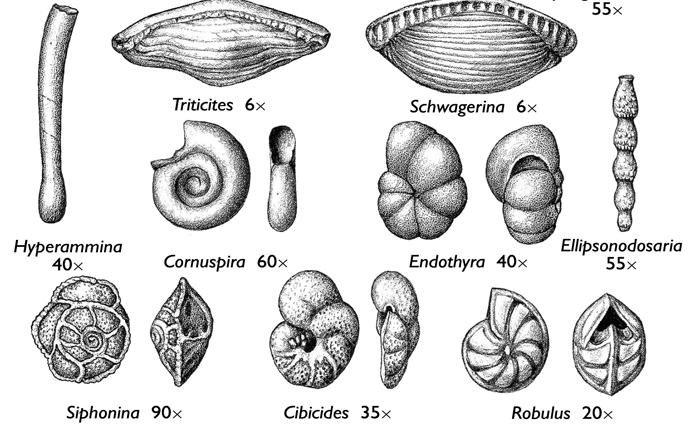 Filo Foraminifera Organismos marinhos unicelulares com testa porosa orgânica ou calcária.