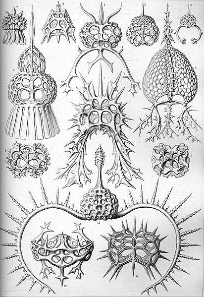 3. Filo Radiolaria Ao contrário dos foraminífera a maior parte do esqueleto dos Radiolária são formados por sílica e seu pseudópodes, chamados axópodes, são filiformes e