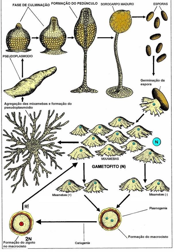 Filo Dictyosteliomycota Cerca de 50 espécies com características semelhantes aos Mycetozoa, no entanto não produz células flageladas e as células possuem parede celular com celulose.