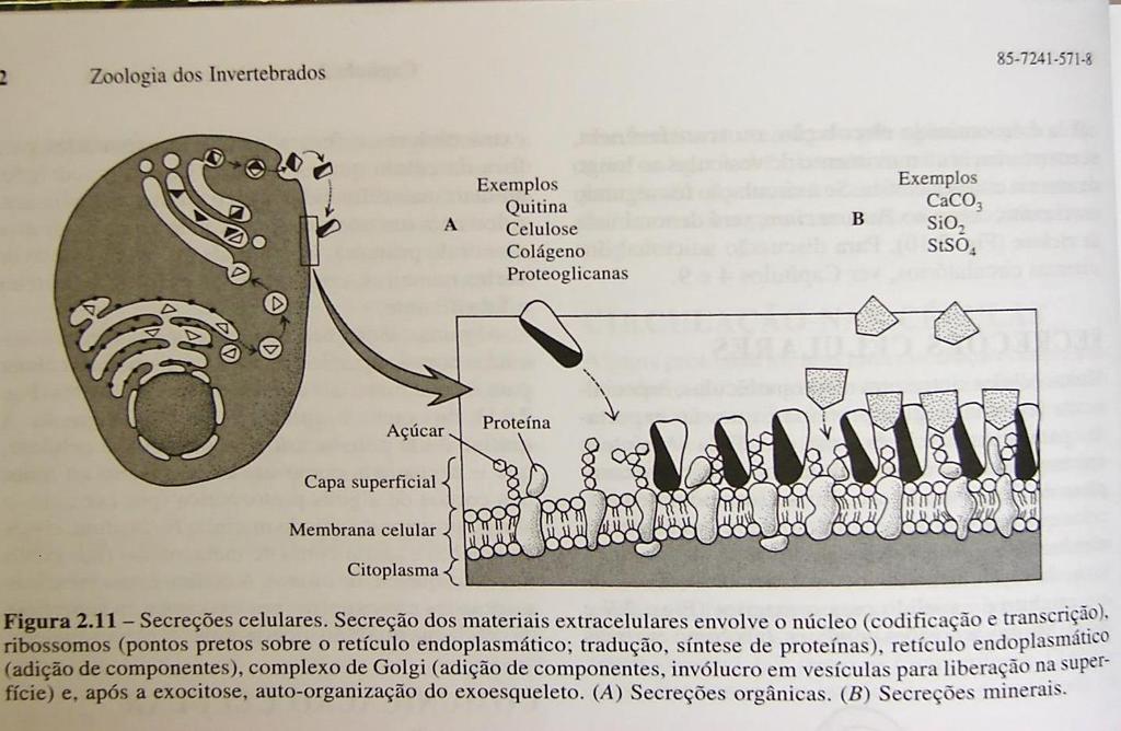 Sistemática de Protistas Protistas incluem cinco clados: Excavata, Chromoalveolata, Rhizaria, Archaeplastida e Unikonta.