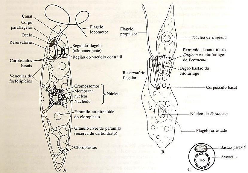 2. Filo Kinetoplastida Espécies de vida livre ou parasitos,também apresentam bastão paraxial nos flagelos, mas a membrana plasmática não está associada a microfilamentos, sendo o tipo C o mais comum.
