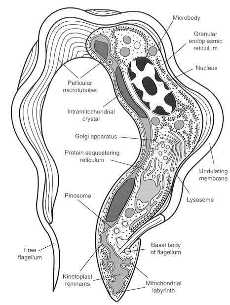 Na ilustração ao lado está representado uma espécie de Bodo, onde é possível verificar que a a organela mais visível e que se estende por todo o corpo é o cinetoplasto (kinetoplast).