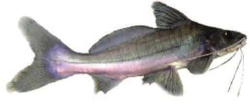 23 sendop(l) o peso em kg e olocomprimento em cm. BARBADO (Pinirampus pirinampu) Características: seu nome é em virtude das barbatanas grandes que apresenta no canto da boca.