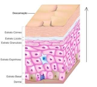 Hidroxitirosol Estimula a Renovação Celular Modulação da Taxa de Crescimento e Apoptose de Queratinóticos Peelings induzem ao aumento da expressão de marcadores de proliferação de queratinócitos e ao