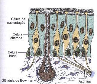 Cavidade Nasal Área olfatória Porção Superior Sensibilidade Olfatória Epitélio olfatório Quimiorreceptores