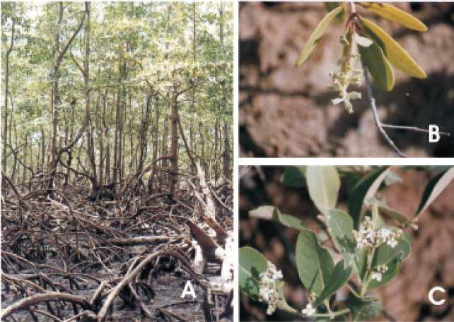 51 cativeiro. Essas espécies constituem a base alimentar e fonte de renda de parte da população ribeirinha. Figura 12 - Fotos das espécies de vegetação de mangue encontrada no estuário do rio Sergipe.