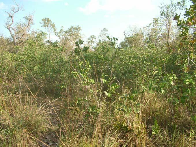 Plantas Invasoras no Pantanal: Como Entender o Problema