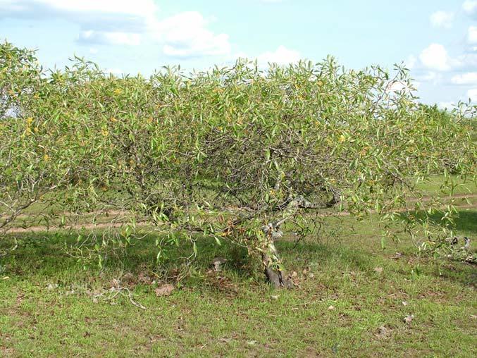 Plantas Invasoras no Pantanal: Como Entender o Problema e Soluções 31 O manejo pode ser feito a partir de controle mecânico (roçada, lâmina, correntão e gradagem leve), uso de fogo controlado, além