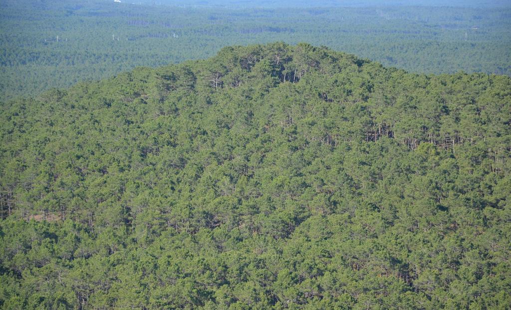 Oleiros: floresta de oportunidades Departamento