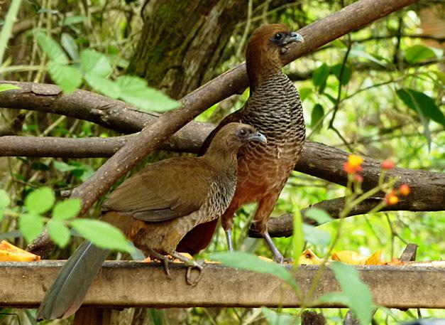 Alimentação: Insetos, frutos, pequenos vertebrados e ovos de outras aves. Onde encontrar: No decorrer da trilha.