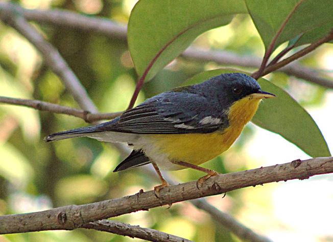 tem um colar ocráceo que se estende da nuca até a face. Fêmea: Diferencia-se do macho por não apresentar a mancha vermelha na testa. Tamanho: Cerca de 9 cm. Habitat: Matas e bordas de mata.