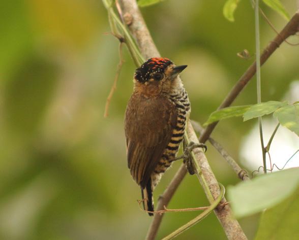 Ordem: Piciforme Família: Picidae Mariquita Parula Pitiayumi Coloração: Costas azuis com faixas brancas nas asas, peito amarelo e a região ao redor dos olhos, negra. Tamanho: cerca de 10 cm.