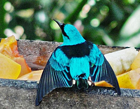 Fêmea: mesmas cores, porém varia na intensidade sendo o macho mais exuberante. Tamanho: Cerca de 13 cm. Habitat: Parques, matas e borda de mata. Alimentação: Frutas e insetos.