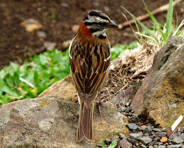 faixa ferrugínea. Apresenta um pequeno topete com desenho estriado na cabeça. Tamanho: Cerca de 15 cm. Habitat: Cidades, jardins e bordas de mata. Espécie bem adaptada ao convívio com o homem.