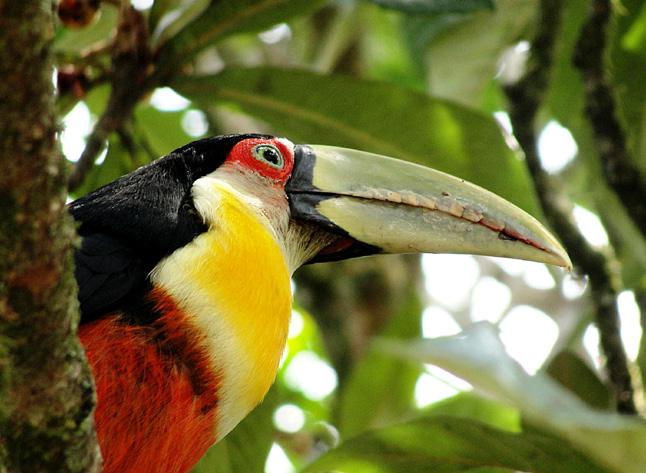 Tucano-de-bico-verde Ramphastos dicolorus Ordem: Piciforme Família: Ramphastidae Tiriba-de-testa-vermelha Pyrrhura frontalis Ordem: Psittaciforme Família: Psittacidae Urubu-de-cabeça-preta Coragyps