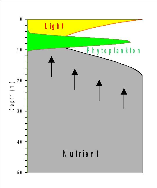 O Fitoplâncton e seu Meio Clorofila em 3D Distribuição Vertical de Fitoplâncton no Oceano Portanto, o crescimento do fitoplâncton ocorre nas camadas onde há suficiente concentração de nutrientes e