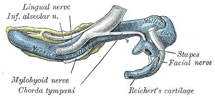 semanas) 3cm Cartilagem de Meckel