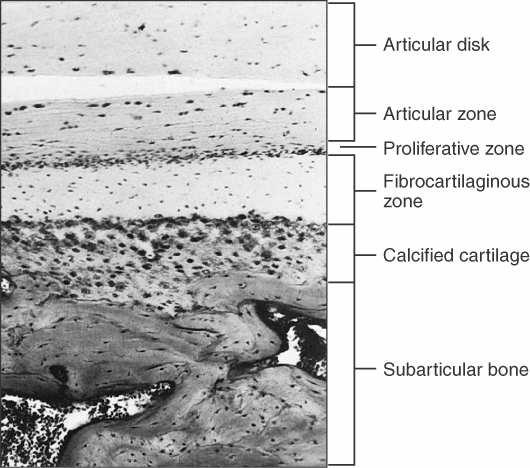 A histologia do côndilo adulto é similar a da fossa glenóide Disco Articular Tec Conj.