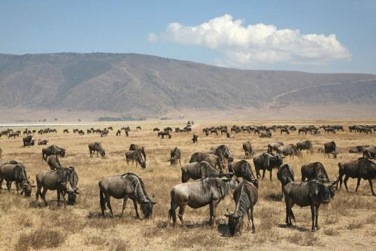 Com base no texto, identifica: a) uma espécie; b) uma população; c) uma comunidade; d) o habitat das zebras. 3.