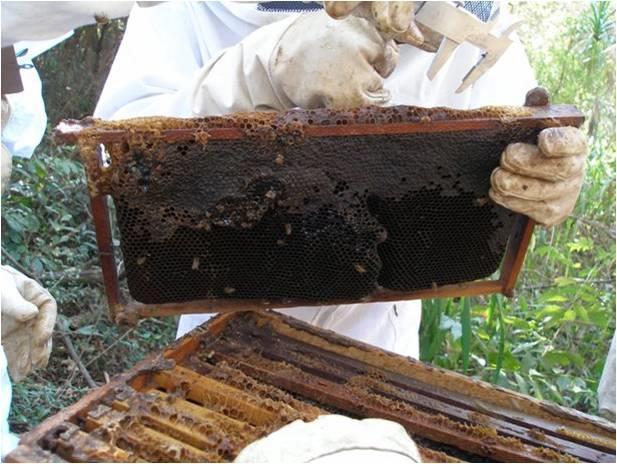 187 Outro manejo realizado nessa época é a retirada de favos velhos somente com mel (FIGURA 30) da área central, e recolocar na lateral do ninho para as abelhas consumirem o mesmo.