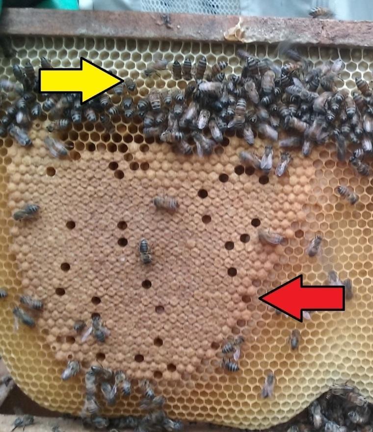 Para alcançar os objetivos de realizarmos seleção massal nos apiários e repor as perdas de colônias no outono-inverno, os próprios apicultores, devem além de seguir todos os princípios da nucleação,