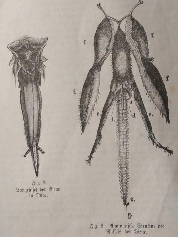 62 FIGURA 36 TROMBA DE ABELHA INATIVA, AO LADO ESTRUTURA ANATÔMICA DA TROMBA DA ABELHA FONTE: SCHENK (1925).