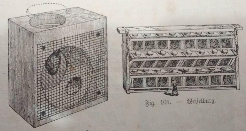 65 FIGURA 41 - MODELOS SCHENK DE GAIOLINHAS E AO LADO QUADRO DE CRIAÇÃO DE CÚPULAS ARTIFICIAIS FONTE: SCHENK (1925).