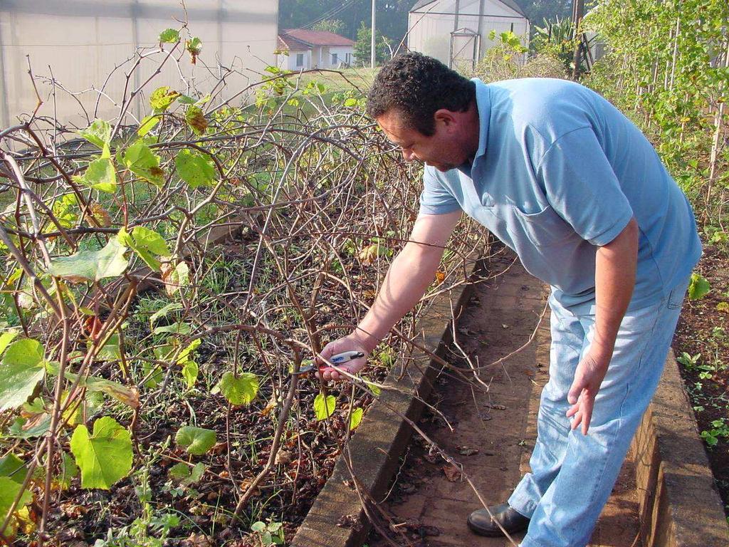 COLETA DAS ESTACAS OBTENÇ OBTENÇÃO DOS PORTAPORTA-ENXERTOS - PLANTAS