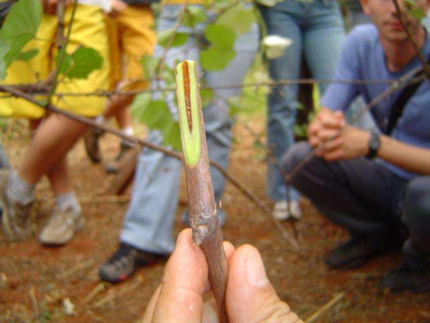 E (Parafilm) ENXERTIA DA VARIEDADE COPA