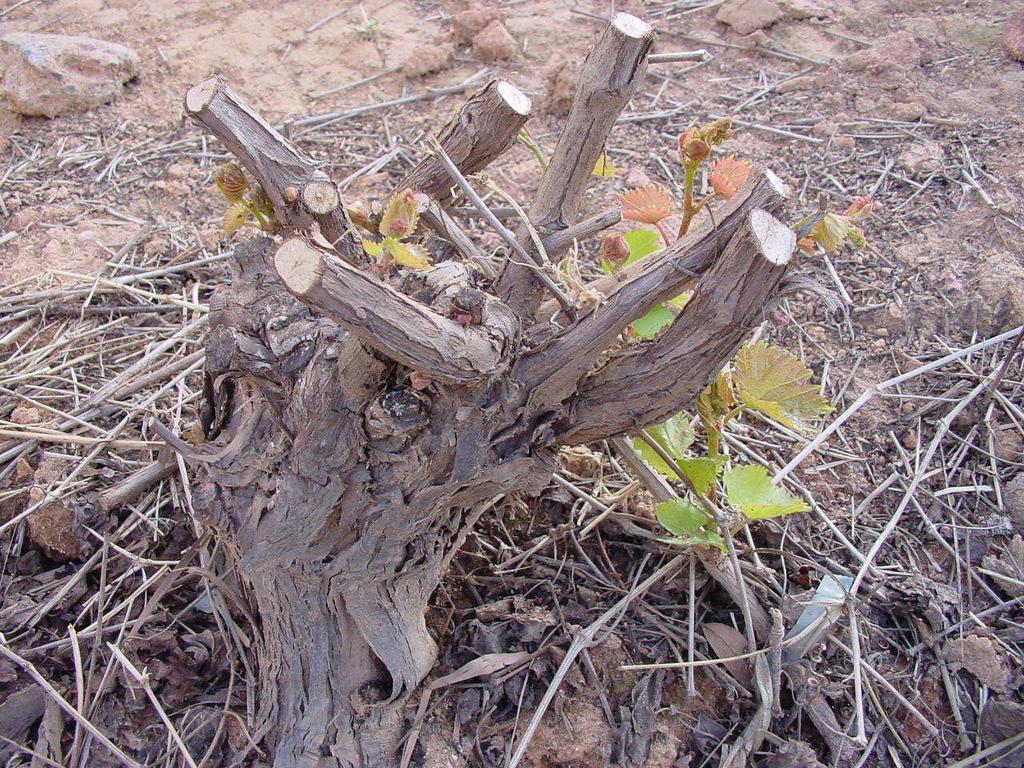 Poda e preparo das estacas dos porta-enxertos e copa: - plantas matrizes são