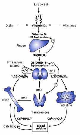 Figura 3. Representação esquemática da ação do PTH e calcitonina na manutenção da calcemia. Fonte: http://www.uff.br/webquest/pdf/potassio.