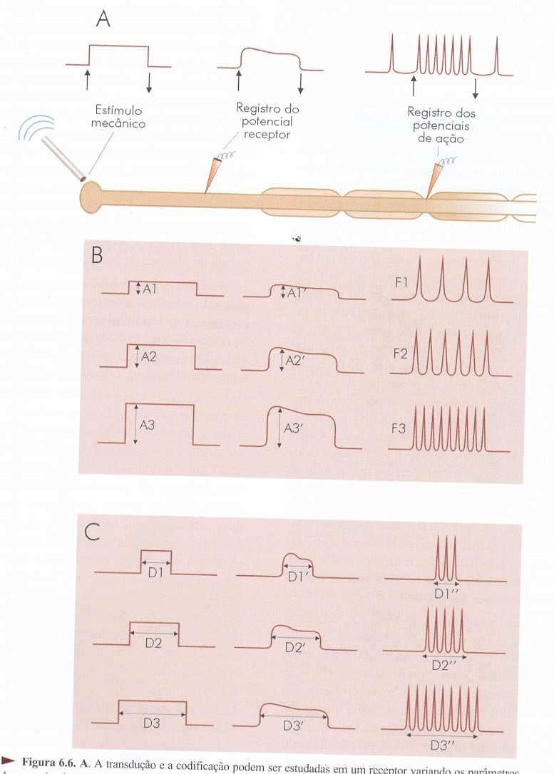 CARACTERÍSTICAS DA RESPOSTA BIOELETROGÊNICA (EX.