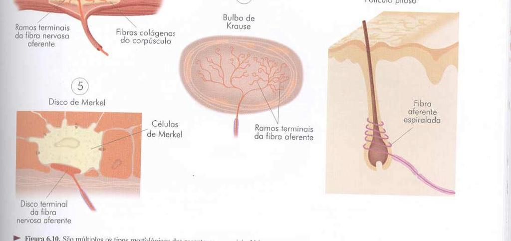 em núcleos homólogos na cabeça.