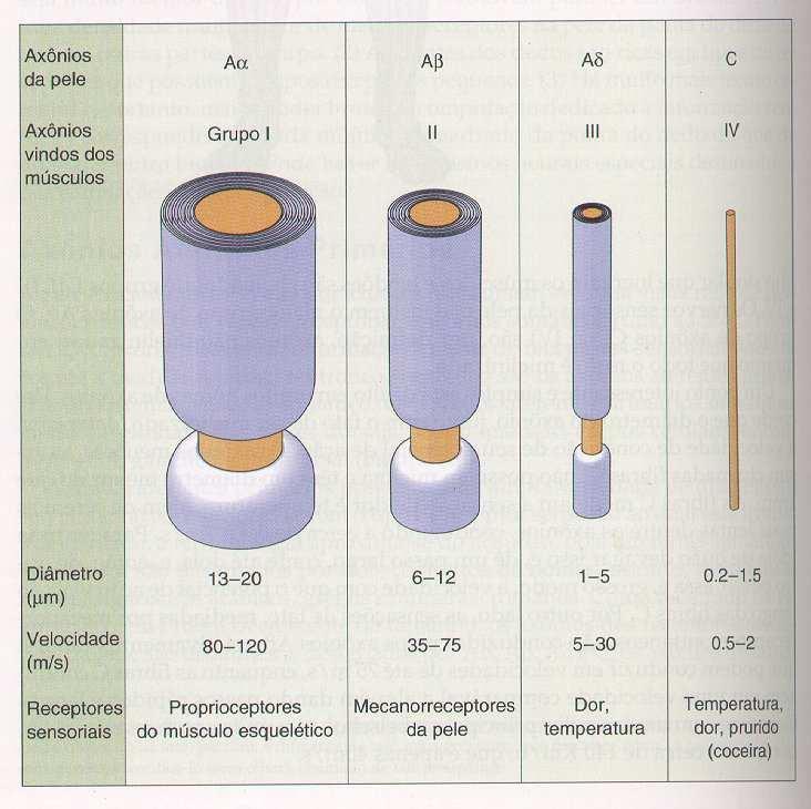 TIPOS DE FIBRAS CRITÉRIOS: DIÂMETRO DECRESCENTE: A, B, C. Subdivisões de A: Aα, Aβ, Aγ, Aδ.