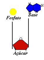 Ligação entre nucleotídeos A ligação de um nucleotídeo com outro é entre o